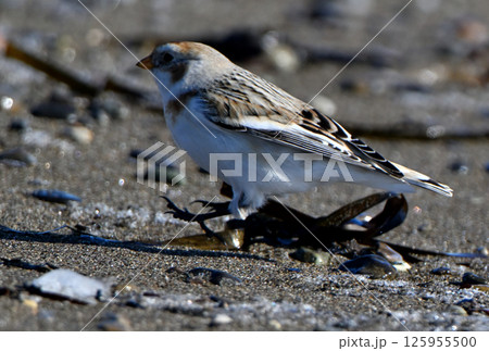 北海道野付半島の冬の砂浜で餌を探すユキホオジロ 北海道野付半島の冬の砂浜で餌を探すユキホオジロ 125955500
