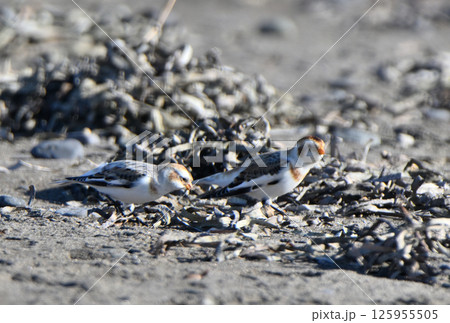北海道野付半島の冬の砂浜で餌を探すユキホオジロ 125955505