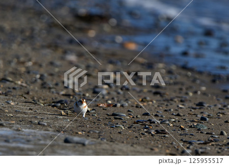 北海道野付半島の冬の砂浜の波打ち際で餌を探すユキホオジロ 125955517