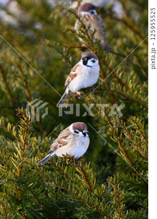 北海道別海町尾岱沼で朝日を浴びる寒すずめの群れ 北海道別海町尾岱沼で朝日を浴びる寒すずめの群れ 125955525