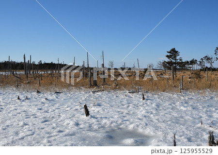 北海道根室春国岱の冬景色 北海道根室春国岱の冬景色 125955529