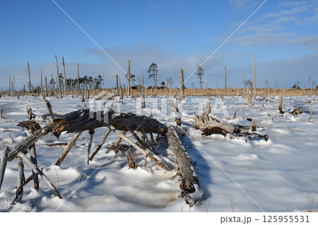 北海道根室春国岱の冬景色 北海道根室春国岱の冬景色 125955531
