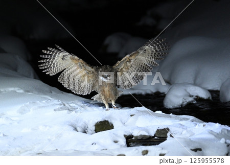 北海道知床半島の羅臼で雪の積もった小川に舞い降りるシマフクロウ 北海道知床半島の羅臼で雪の積もった小川に舞い降りるシマフクロウ 125955578