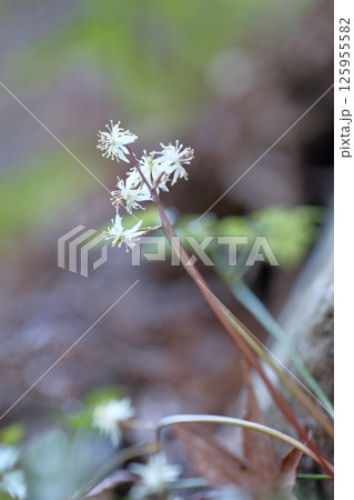 セリバオウレンの花　早春に白い花を咲かせる日本固有種 125955582