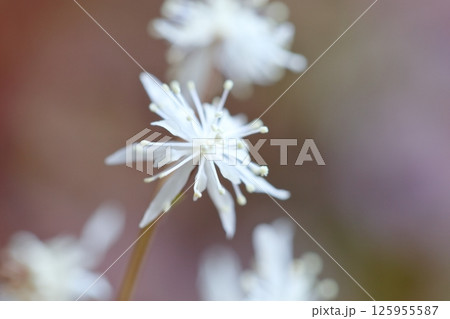 セリバオウレンの花　早春に白い花を咲かせる日本固有種 125955587