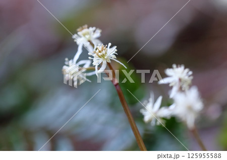 セリバオウレンの花　群生して咲く様子が可憐な、春の山野草 125955588