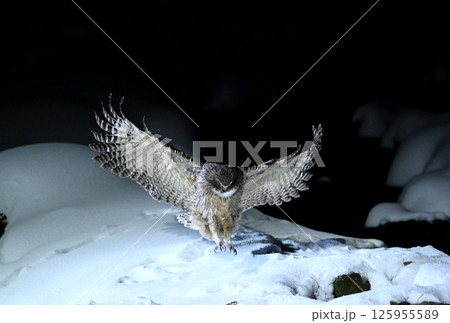 北海道知床半島の羅臼で雪の積もった小川に舞い降りるシマフクロウ 125955589
