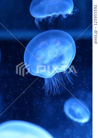 クラゲ（名古屋港水族館　愛知県 名古屋市 港区） 125955592