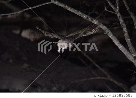 北海道知床半島の羅臼で雪の積もった小川に舞い降りるシマフクロウ 125955593