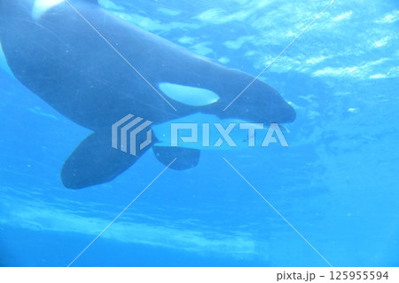水槽で泳ぐシャチ（名古屋港水族館　愛知県 名古屋市） 125955594