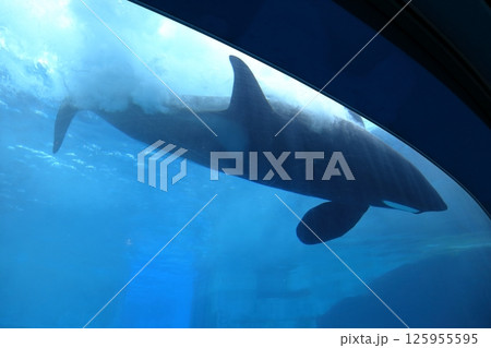 水槽で泳ぐシャチ（名古屋港水族館　愛知県 名古屋市） 125955595