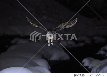 北海道知床半島の羅臼で雪の積もった小川に舞い降りるシマフクロウ 北海道知床半島の羅臼で雪の積もった小川に舞い降りるシマフクロウ 125955597