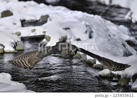 北海道知床半島の羅臼で雪の積もった小川から飛び立つシマフクロウ 北海道知床半島の羅臼で雪の積もった小川から飛び立つシマフクロウ 125955611