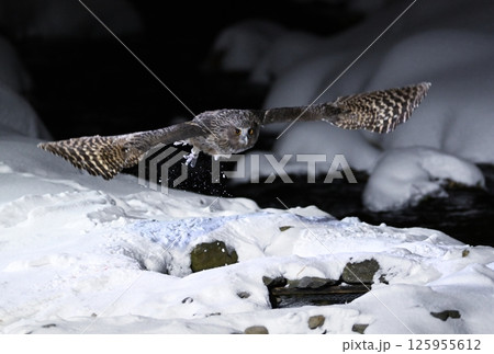 北海道知床半島の羅臼で雪の積もった小川から飛び立つシマフクロウ 125955612