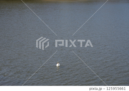 A white swan at lake in European Goczalkowice town at Silesian district in Poland A white swan at lake in European Goczalkowice town at Silesian district in Poland 125955661