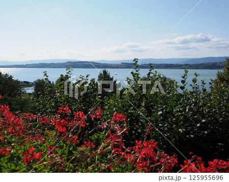 Landscape with red flowers and lake in European Murten town in Switzerland 125955696