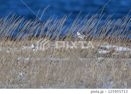 雪の降った北海道野付半島でハマニンニク（テンキグサ）の種を食べるユキホオジロ 125955713