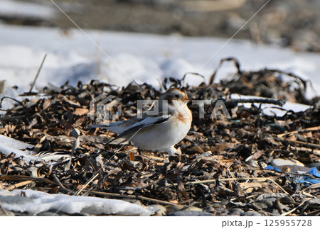 雪の降った北海道野付半島の砂浜で餌を探すユキホオジロ 125955728