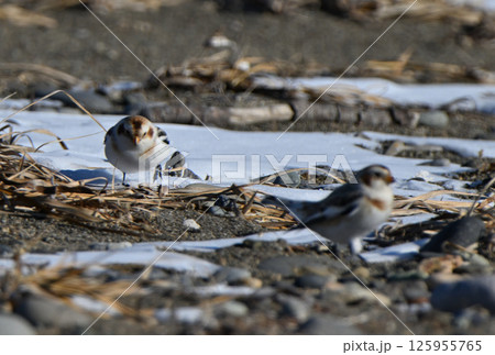 雪の降った北海道野付半島の砂浜で餌を探すユキホオジロ 雪の降った北海道野付半島の砂浜で餌を探すユキホオジロ 125955765