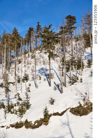 Snowy slope with trees in Silesian Beskid on Bialy Krzyz in Poland - vertical 125955906