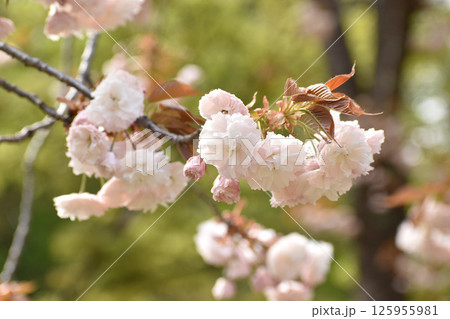 可憐なピンクの八重桜 125955981