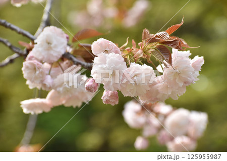 可憐なピンクの八重桜 125955987
