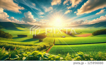 北海道の広大な穀倉地帯 穀物畑 北海道の広大な穀倉地帯 穀物畑 125956080