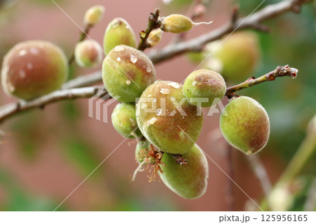 Young peach fruits Young peach fruits 125956165