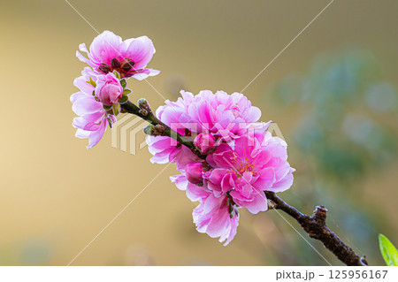 Closeup plum tree (Prunus mume) flower Closeup plum tree (Prunus mume) flower 125956167
