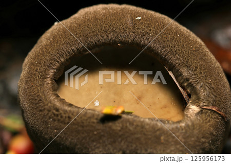 全身粗毛が密生するオオゴムタケ茸の大きな孔アップ(自然環境下ストロボマクロ撮影) 全身粗毛が密生するオオゴムタケ茸の大きな孔アップ(自然環境下ストロボマクロ撮影) 125956173