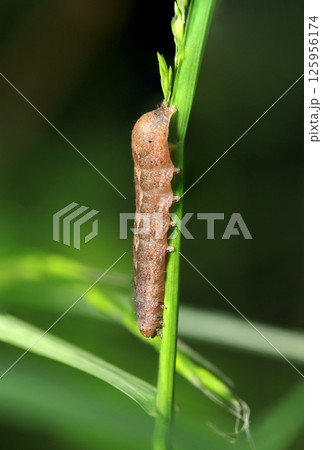 草の茎に尻デカな茶色いノコメトガリキリガ蛾の幼虫(自然環境下ストロボマクロ撮影) 草の茎に尻デカな茶色いノコメトガリキリガ蛾の幼虫(自然環境下ストロボマクロ撮影) 125956174