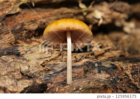 カサ裏・ヒダ形状が観察できるオレンジ色でもウラベニガサ属茸(自然環境下ストロボマクロ撮影) カサ裏・ヒダ形状が観察できるオレンジ色でもウラベニガサ属茸(自然環境下ストロボマクロ撮影) 125956175