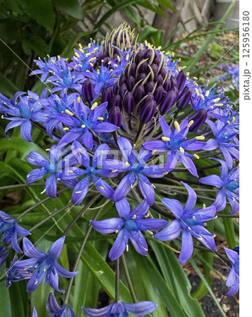 青いアガパンサスの花を撮影しました。 青いアガパンサスの花を撮影しました。 125956180