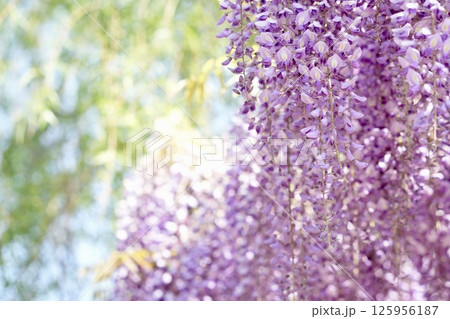 藤の花のある風景 光輝く 藤の花のある風景 光輝く 125956187