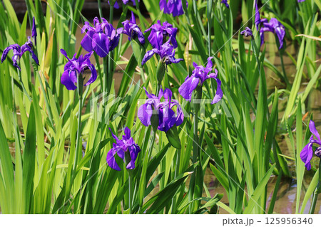 水辺に咲く杜若 水辺に咲く杜若 125956340