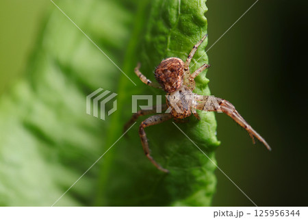 新緑の若葉に茶色まだら模様のカニグモ属の蜘蛛(自然環境下ストロボマクロ撮影) 新緑の若葉に茶色まだら模様のカニグモ属の蜘蛛(自然環境下ストロボマクロ撮影) 125956344