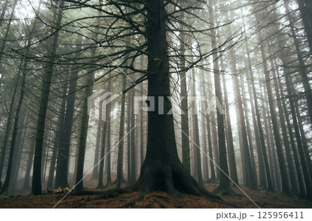 Misty forest at Mount Floyen, Bergen 125956411