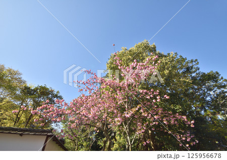 南禅寺の八重桜 125956678