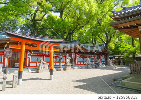 杭全神社 新緑に包まれた本殿 杭全神社 新緑に包まれた本殿 125956815