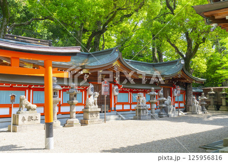 杭全神社　新緑に包まれた本殿 125956816