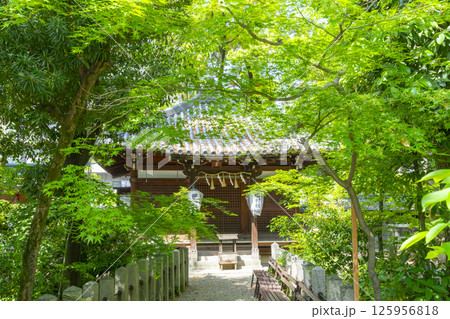 杭全神社　新緑に包まれた田村堂（祖霊社） 125956818