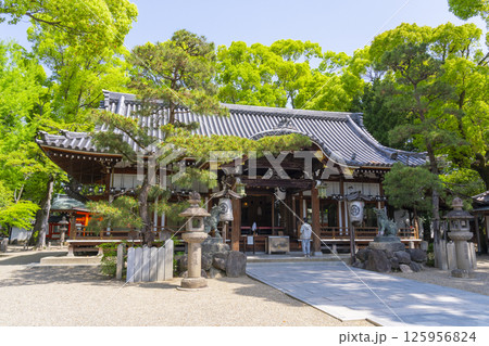 杭全神社　新緑に包まれた拝殿 125956824