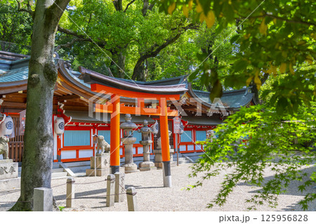 杭全神社　新緑に包まれた本殿 125956828