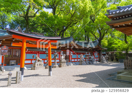 杭全神社 新緑に包まれた本殿 杭全神社 新緑に包まれた本殿 125956829