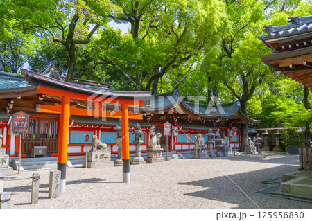 杭全神社　新緑に包まれた本殿 125956830