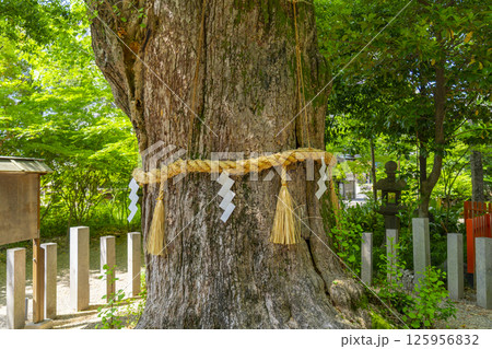 杭全神社のくす(御神木) 杭全神社のくす(御神木) 125956832