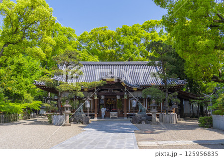 杭全神社　新緑に包まれた拝殿 125956835