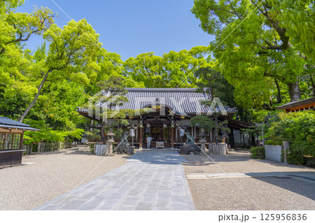 杭全神社　新緑に包まれた拝殿 125956836