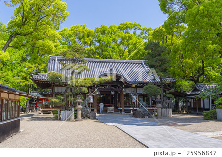 杭全神社　新緑に包まれた拝殿 125956837