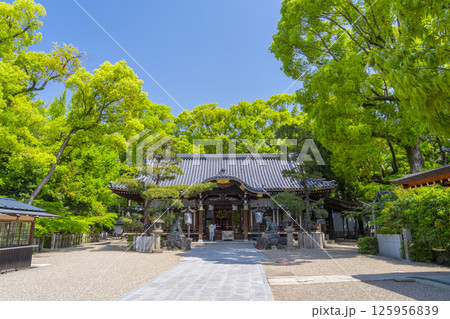 杭全神社 新緑に包まれた拝殿 杭全神社 新緑に包まれた拝殿 125956839